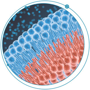 Separation anxiety: Choosing the best approach to quantify the lipidome