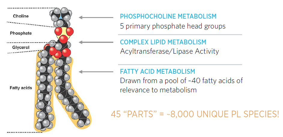 Why Study Lipids?